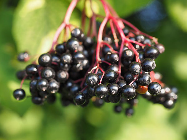 எல்டர்பெர்ரி (Elderberry)