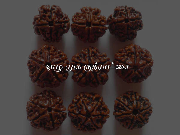 ஏழு முக ருத்ராட்சை