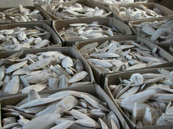 கணவாய் மீன் எலும்பு (cuttlefish bone)