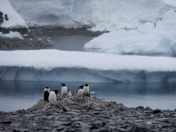 பனி மலைகள் வேகமாக உருகுகின்றன