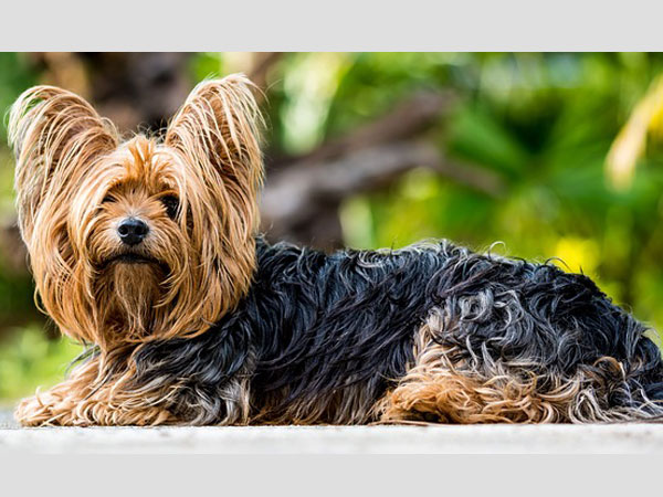 யார்க்ஷைர் டெர்ரியர் (Yorkshire Terrier) 