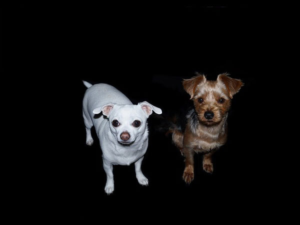 ஜாக் சி (Jack Chi) 