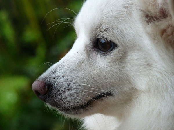 பொமரேனியன் (Pomeranian) 