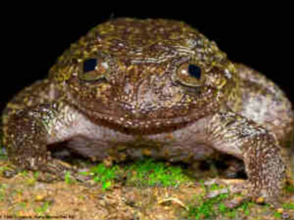 கண்டுபிடிக்க வேண்டியுள்ள உயிரினங்கள் 