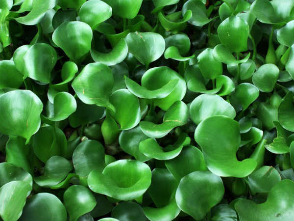 ஆகாயத்தாமரை ஆகாயத்தாமரை