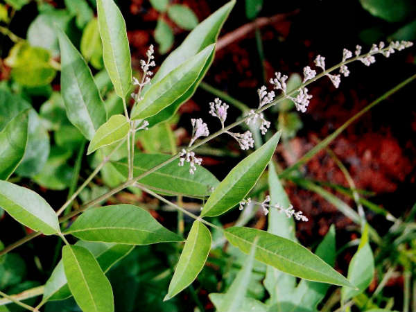 நொச்சி இலை நொச்சி இலை