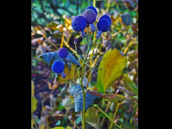 கோஹோஸ் (cohosh) 