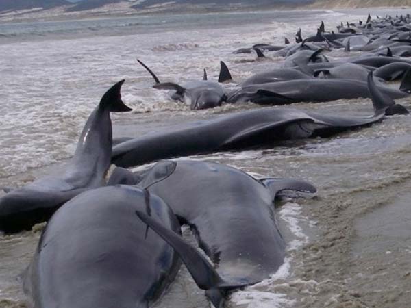 சிறிய அளவு கார் எடையுள்ள இதயம்