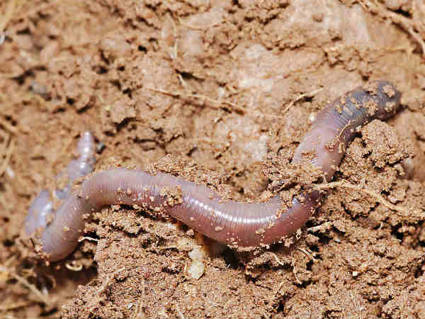 இதயம் இல்லா உயிரினம்