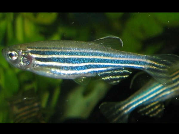 வரிக்குதிரைமீன்