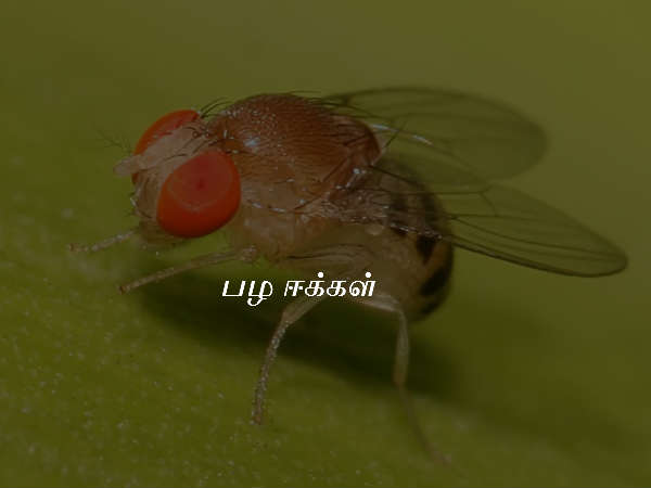 பழ ஈக்கள்