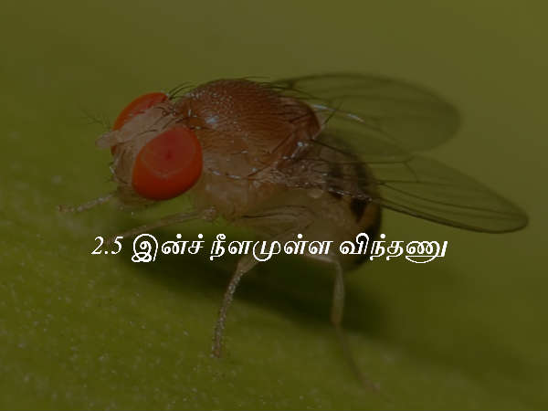 2.5 இன்ச் நீளமுள்ள விந்தணு