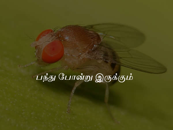 பந்து போன்று இருக்கும்