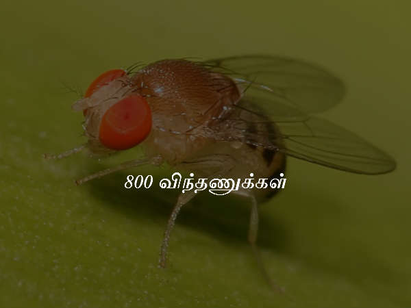 800 விந்தணுக்கள்