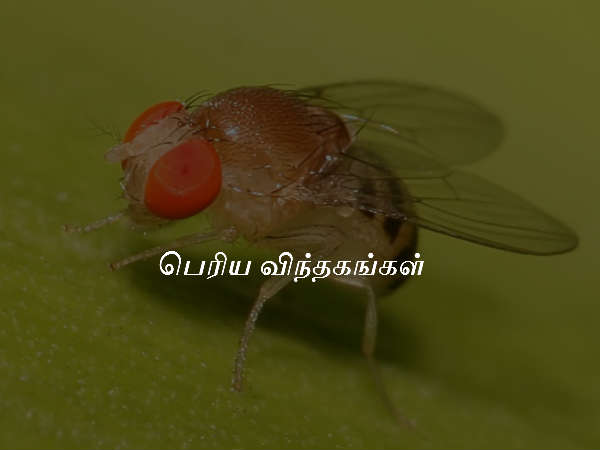 பெரிய விந்தகங்கள்