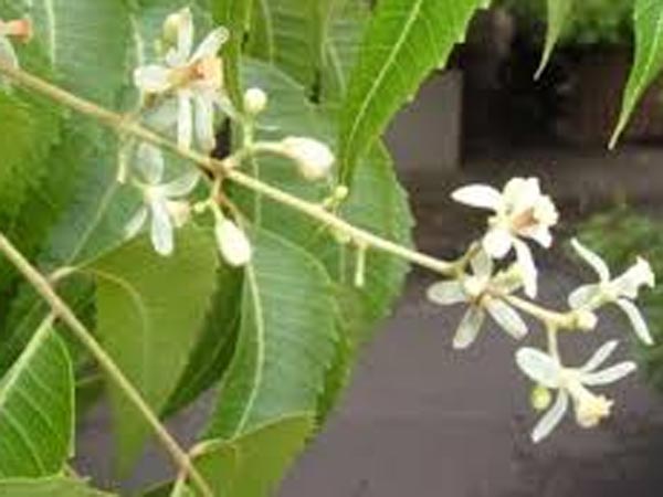 வேப்பம்பூ