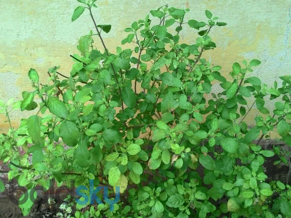 துளசி பானம்