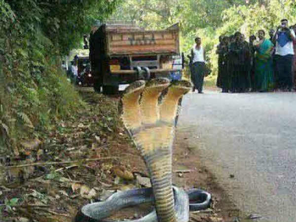 மூன்று தலை நாகம் மூன்று தலை நாகம்