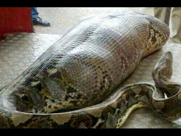 கேரளாவில் மனிதனை விழுங்கிய மலைப்பாம்பு கேரளாவில் மனிதனை விழுங்கிய மலைப்பாம்பு