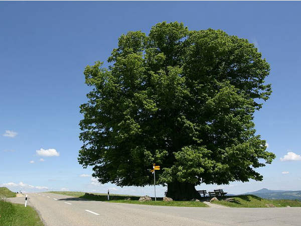 கார்பன் டைஆக்சைடு உமிழ்வுகள் குறைப்பது 