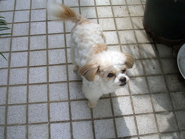 பிறாண்டுதல்