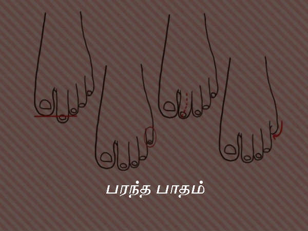 பரந்த பாதம்