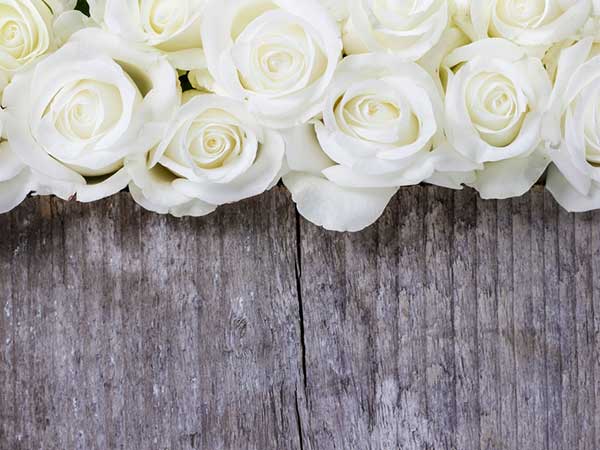 வெள்ளை ரோஜாப்பூ