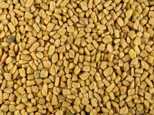 முளைக்கட்டிய வெந்தயம் முளைக்கட்டிய வெந்தயம்