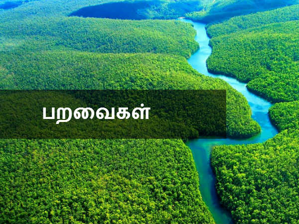 பறவைகள் 