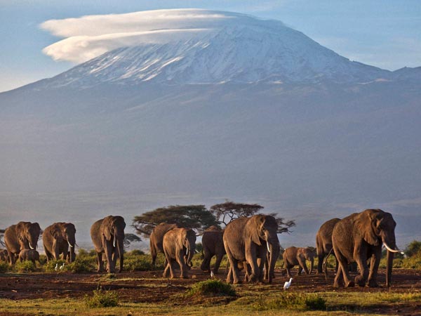 யானைகள் 