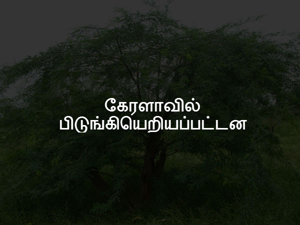 கேரளாவில் பிடுங்கியெறியப்பட்டன