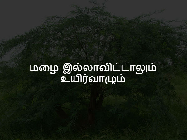 மழை இல்லாவிட்டாலும் உயிர்வாழும்
