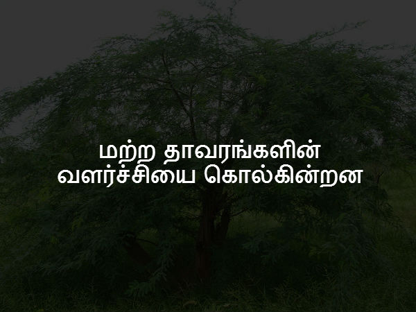 மற்ற தாவரங்களின் வளர்ச்சியை கொல்கின்றன