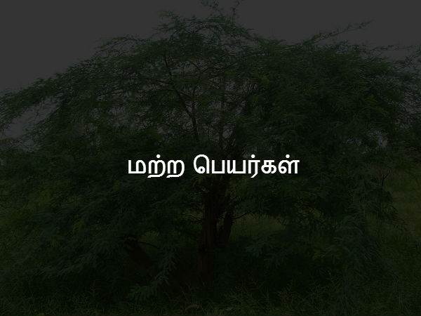 மற்ற பெயர்கள்
