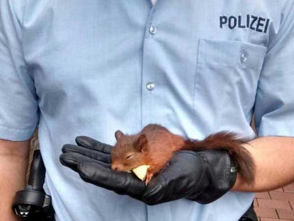 அணில்களை கைது செய்த ஈரான் 