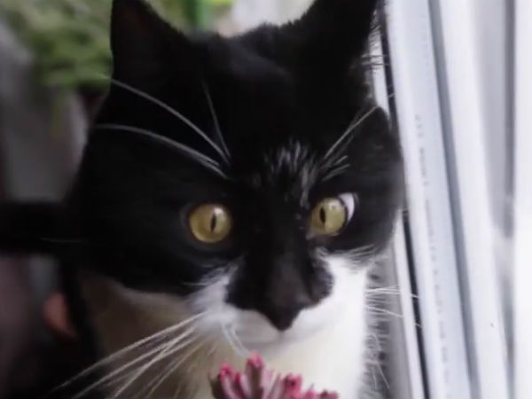 பூனையை கண்டால் பயம் 