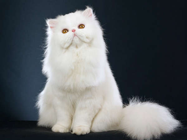 கெட்ட சகுனம் 5