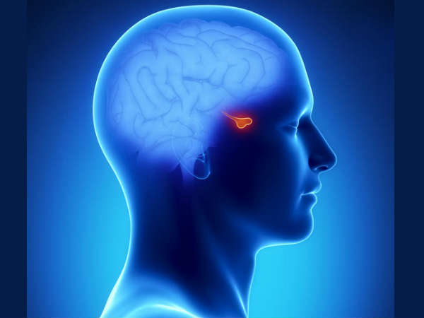 பிட்யூட்டரி சுரப்பி பிட்யூட்டரி சுரப்பி