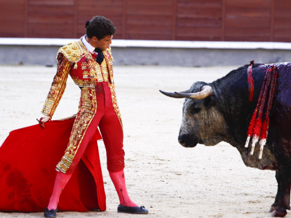 காளைக்கு சிவப்பு நிறம் பிடிக்காது