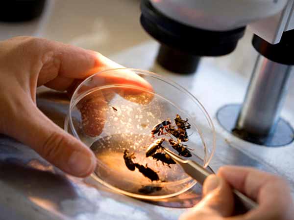 தடயவியல் பூச்சியியல் வல்லுநர் தடயவியல் பூச்சியியல் வல்லுநர்