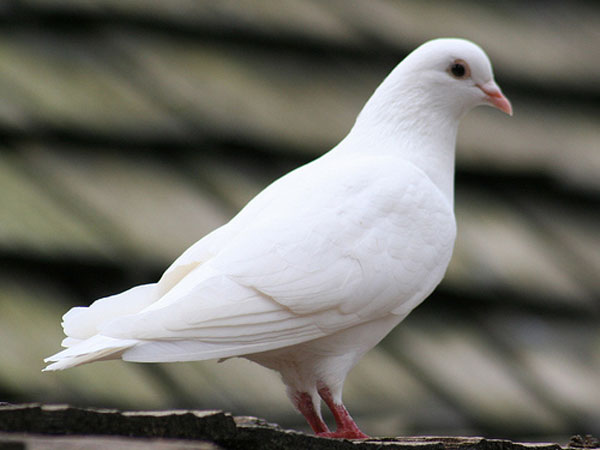  வீட்டு புறா