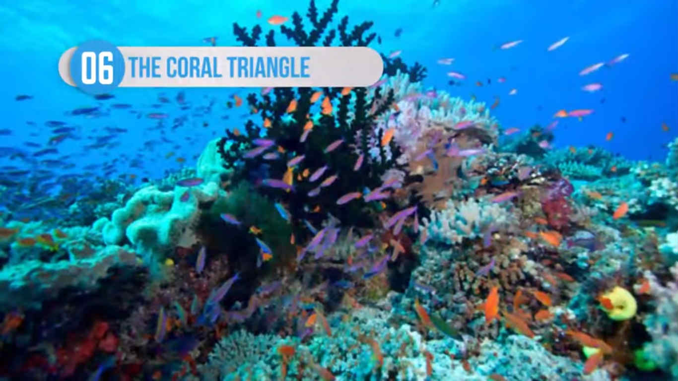 தி கோரல் முக்கோணம் தி கோரல் முக்கோணம்