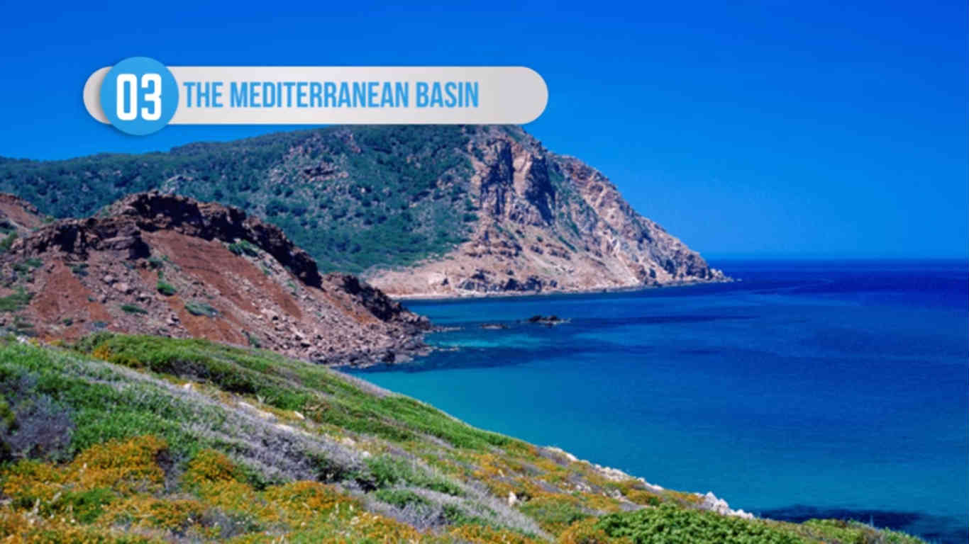 மத்தியதரைக் கடல் பகுதி மத்தியதரைக் கடல் பகுதி