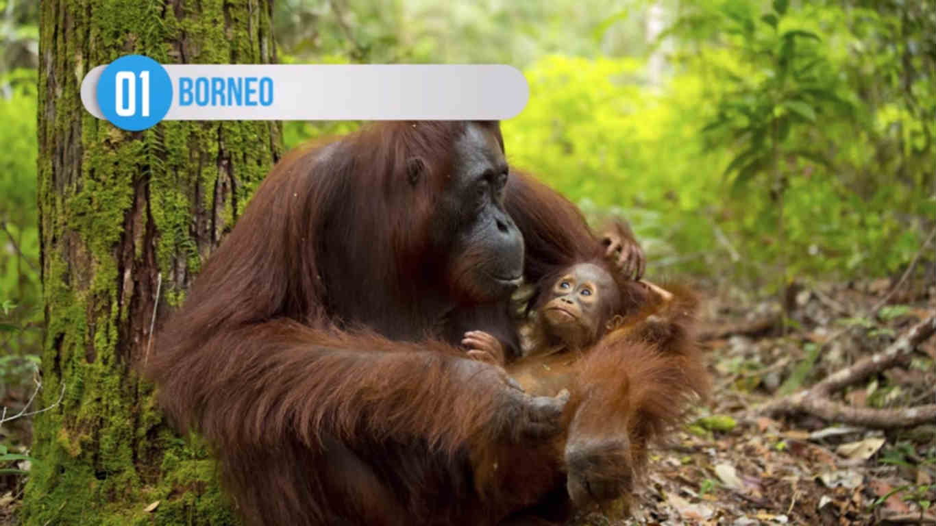 போர்னியோ போர்னியோ