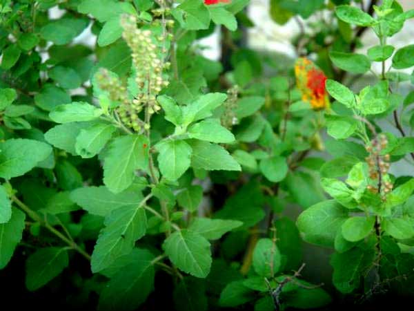 Herbs help you out to get relief from your stress