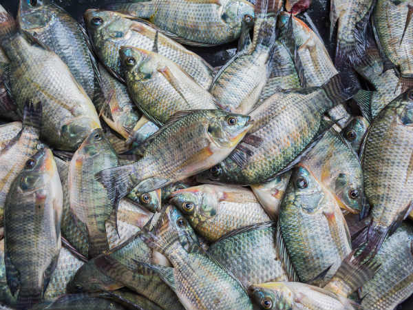 டிலேபியா மீன் டிலேபியா மீன்