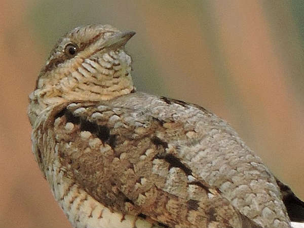 வித்தியாசமான பறவை இனம்