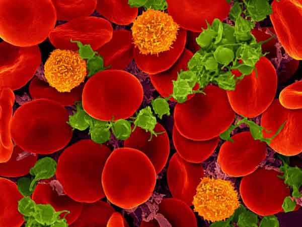  விளாம்பழம்