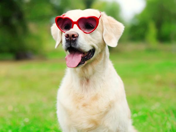 Tips To Help Pets Beat The Summer Heat