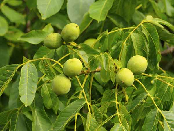 Home remedies for early grey hair Home remedies for early grey hair